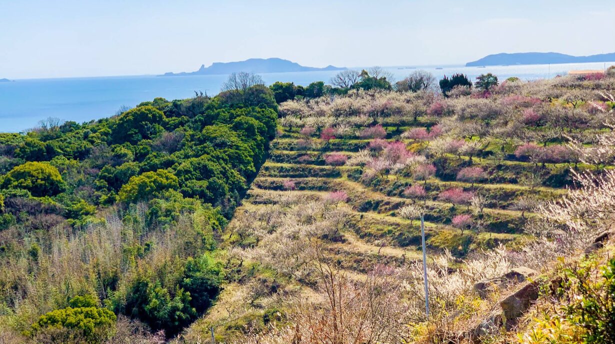 たつの市　綾部山梅林
