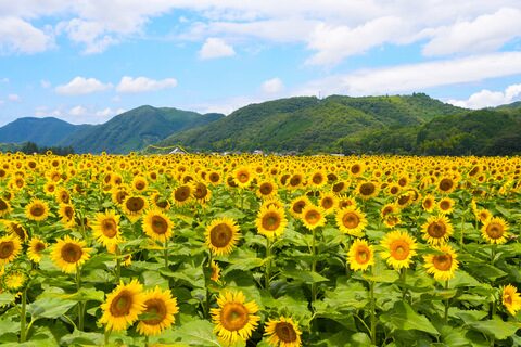 南光ひまわり畑　兵庫県　佐用郡　佐用町　ニューオープン　新規開店　グルメ