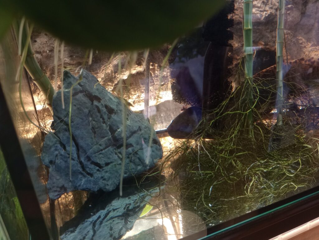 Crepe あまのじゃく 西宮北口店 クレープ