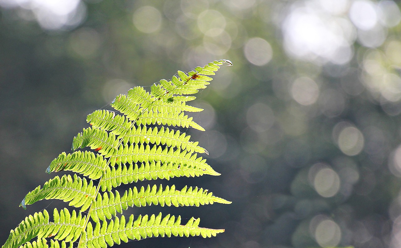 ニュージーランド　シルバーファーン　NewZealand Siver Fern