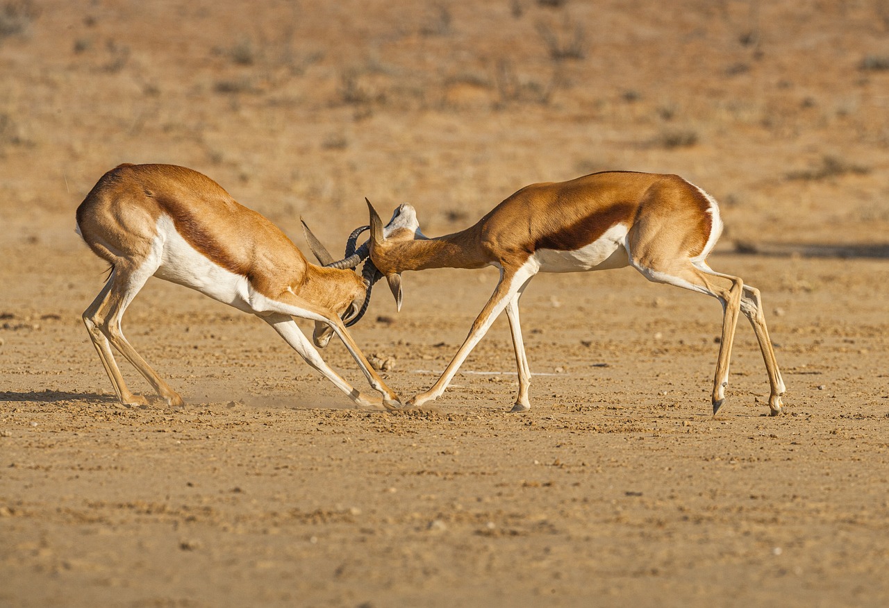 南アフリカ　スプリングボックス　SouthAfrica Springboks