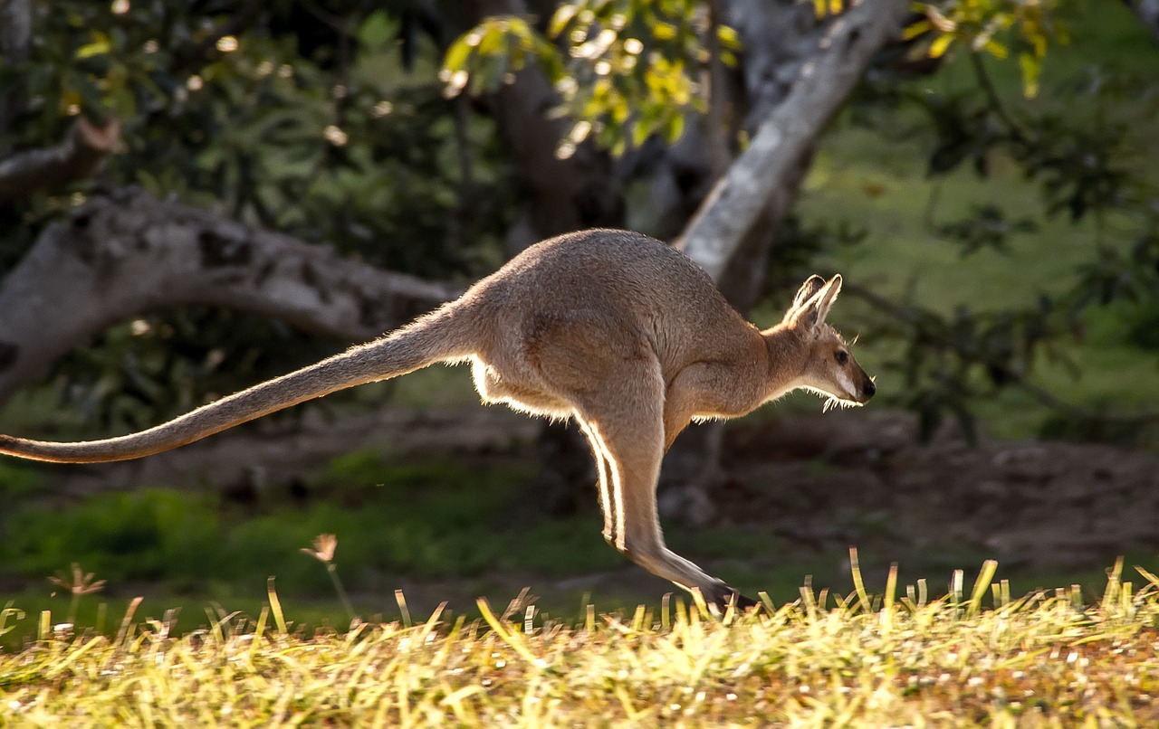 オーストラリア　ワラビーズ　Australia Wallabies