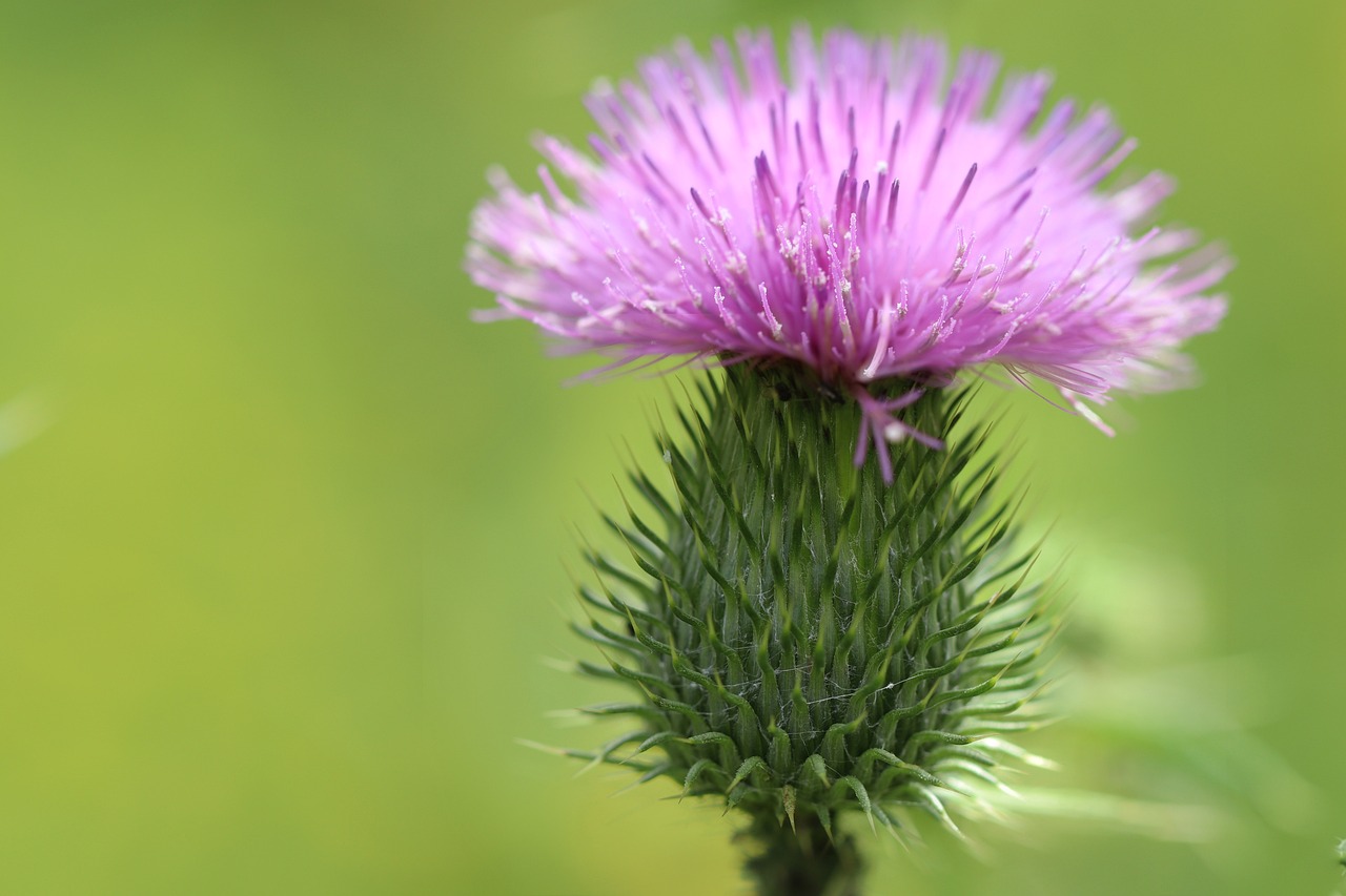 スコットランド　ラグビー　アザミ　Scotland Rugby Thistle