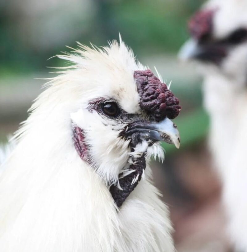 芦屋養鶏場(あしやエッグファーム) 食料販売 完成食品 芦有ドライブウェイ 山岳地域 奥池エリア 奥池町