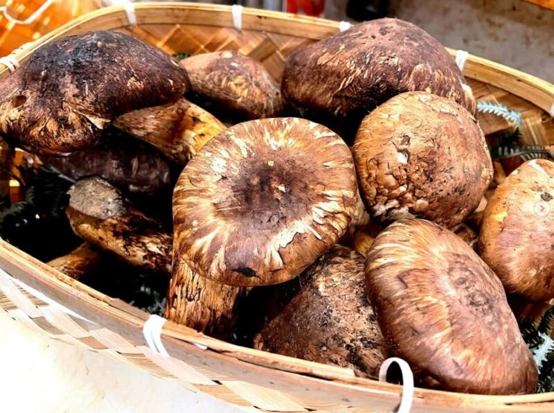 伊予本　高級和食　高級和食　　国道2号　　　　中心街地域　中心街南エリア　公光町　